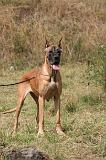 DOGUE ALLEMAND 949